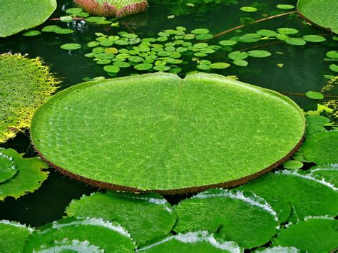 Victoria Regia Or Victoria Amazonica Free Photo Download Freeimages