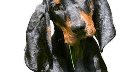 Black And Tan Coonhound Pup Kopen Bazoeki