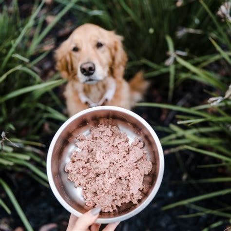 Can Raw Food Cause Aggression In Dogs 