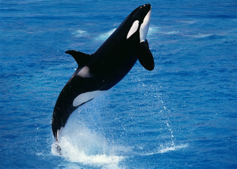 orca foto foto stok potret gambar bebas royalti istock