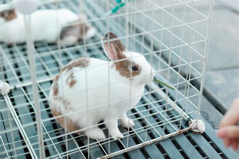 What is Animal Testing?- Free Bunni