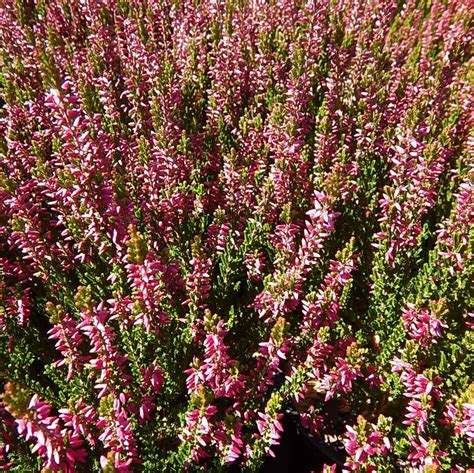 Calluna Vulgaris Beauty Ladies® Saphira® Saphira® Heather From Prides