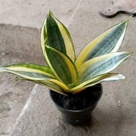 jual sansivera pagoda kuning lidah mertua mini tanaman hias