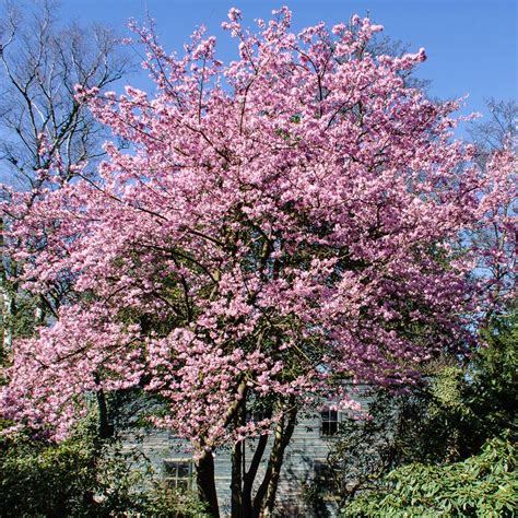 Prunus Jacqueline Ornamental Cherry Tree Ornamental Fruit Tree