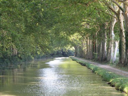 Trees Lining The Sides Of A River With Water Running Between Them