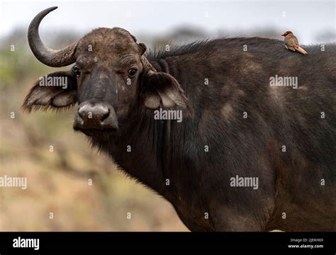 One horn female African buffalo with red-billed oxpecker in Zimanga ...