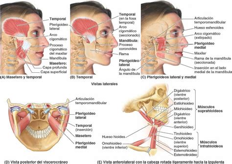 Regiones Parot Dea Y Temporal Fosa Infratemporal Y Articulaci N