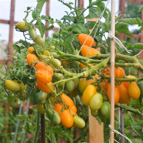 Купить семена томата сорт Груша золотая ампельная (Golden Peardrop)
