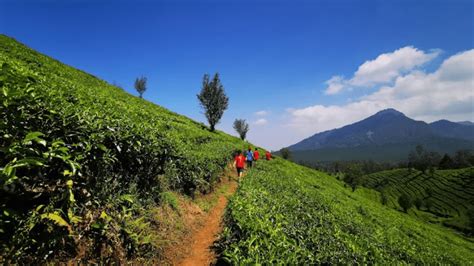 Kebun Teh Sukawana Sejarah Tiket Masuk Dan Camping Ground