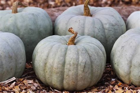 50 Types Of Pumpkins A To Z Photos Butter N Thyme