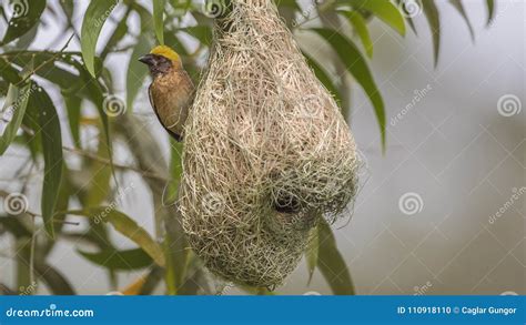 Baya Weaver on Nest stock photo. Image of perching, outside - 110918110