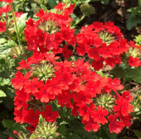 Verbena Glandularia X Hybrida Superbena® Royale Red