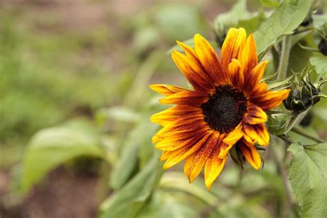 33 Different Types Of Sunflowers And Why You Should Grow Them Growing