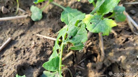 Pche Ka Rzepakowa Rzepak Agrofoto Pl Forum Rolnicze I Galeria Rolnicza