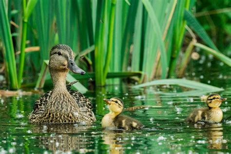 Todo Lo Que Siempre Quisiste Saber Sobre Los Patos Ecverde