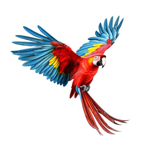Loro Guacamayo Escarlata Volando Aislado Sobre Fondo Blanco PNG