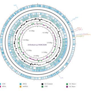 A Circular Representation Of Genome And Features Of The Arthrobacter