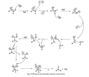 hoffmann bromamide reaction hoffmann bromamide degradation