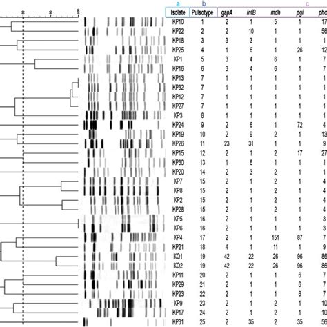 Pfge Profiles Pulsotypes Seven Gene Mlst Profiles St And K Type Of