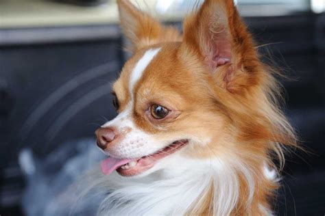 Chihuahua Lab Mix: The Labrahuahua (Breed & Care Facts)