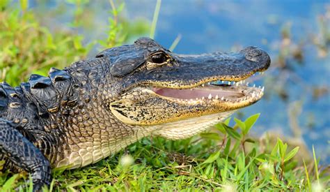 Everglades National Park Florida Usa Crocodile Go For Fun