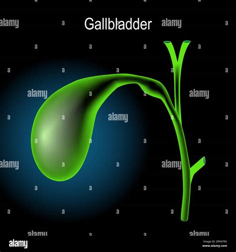 gallbladder anatomy. Green gallbladder on dark background. Human body anatomy. x-ray blue ...