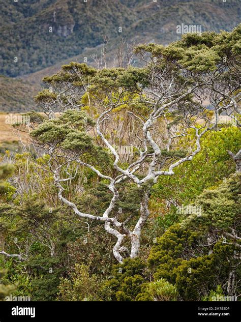 A Twisted Mountain Beech Tree Kahurangi National Park Tasman Region