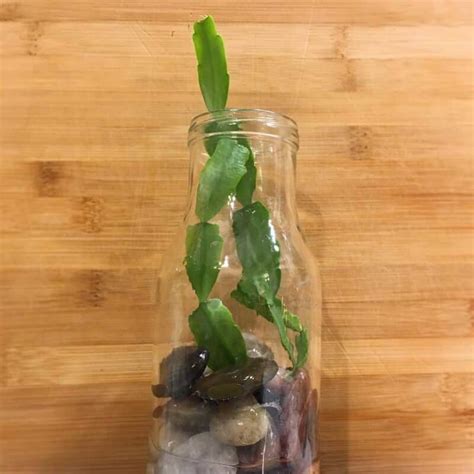 Ultimate Guide To Propagating Christmas Cactus