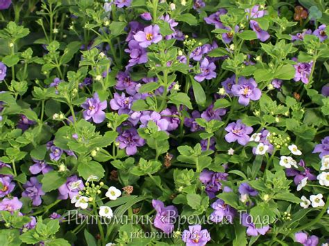 Бакопа махровая - BACOPA 'Double Blue' - Рассада цветов продажа в СПб