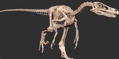 13 Valiant Facts About Velociraptors The Fact Site