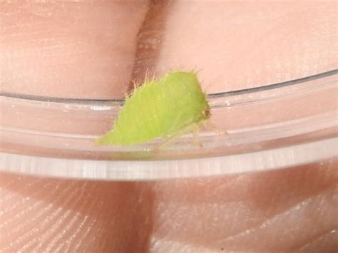 Buffalo Treehoppers From Meadowbrook Fort Worth Tx Usa On April