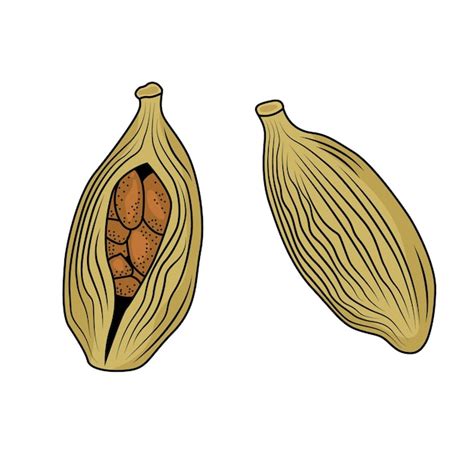 Premium Vector | Cardamom spice engraved drawing vector illustration