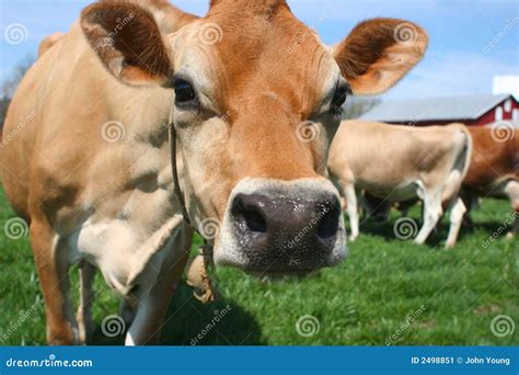 A Beautiful Brown Jersey Cow Stock Image - Image of natural, chewing ...