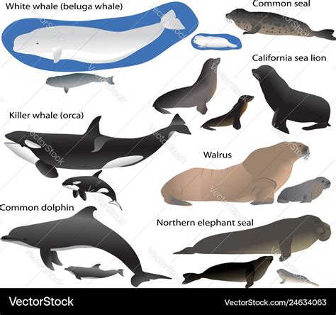 Collection Marine Mammals And Its Cubs Royalty Free Vector