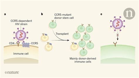 New Groundbreaking But Risky Cure for HIV/AIDS on the Horizon