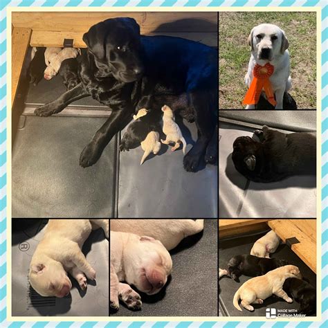 Labrador Retriever (Lab) Puppies For Sale In California
