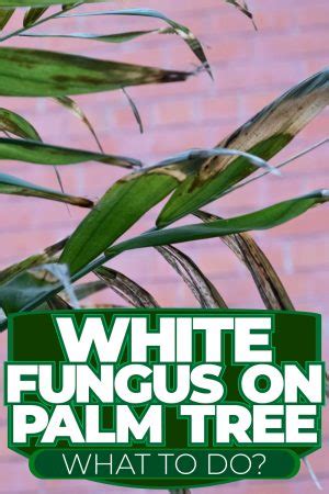 White Fungus On Palm Trees What To Do