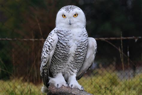Snow owl stock photo. Image of bird, portrait, look, snow - 21751276
