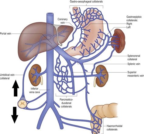 Patrick Fadden Md Facp On Twitter Normal Venous Flow In The