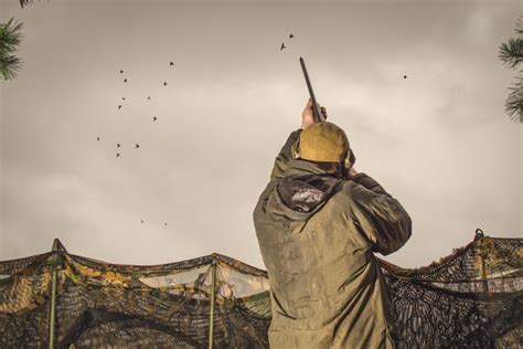 A beginner’s guide to pigeon shooting - Terry Behan writes on Scribehound