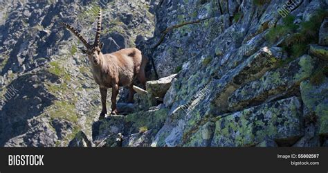 Alpine Ibex Image & Photo (Free Trial) | Bigstock