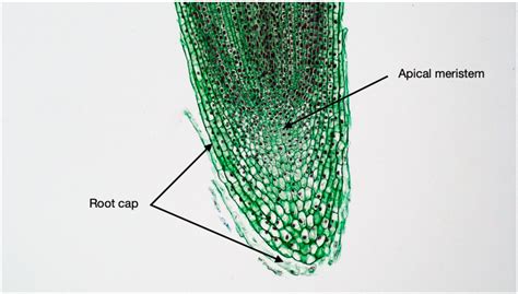 Longitudinal Sections Of A Root Tips