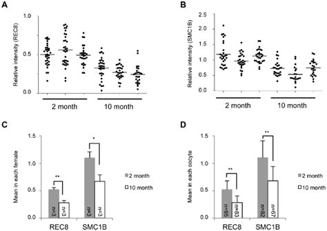 Quantitative results for meiosis-specific cohesin levels in 2-and ...