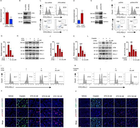 Atm Nemo Signaling Modulates The Expression Of Pd L Following