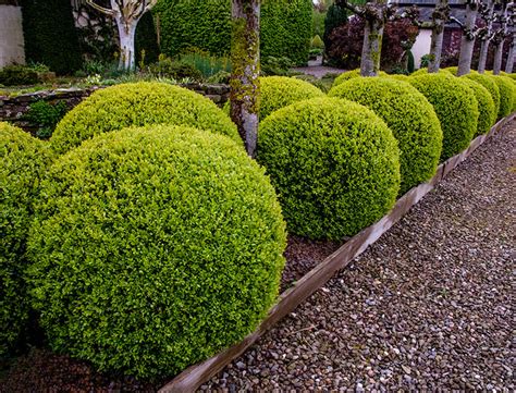 Buxus Sempervirens Guide How To Grow Care For Common Boxwood