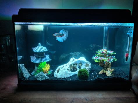 Hentai Enjoying His New Tank R Bettafish