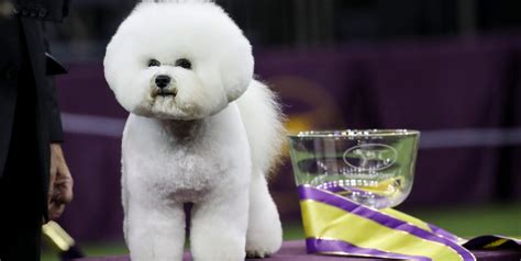 Westminster Dog Show Winners - Photos of the Winners Throughout the Years