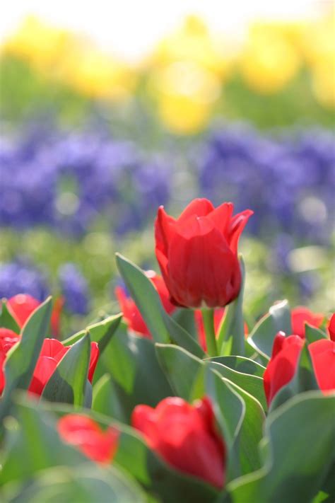 咲いた咲いたチューリップの花が♪