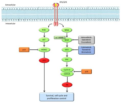 cancers  full text efficacy  braf  mek inhibition