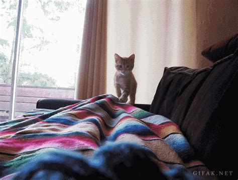 Kitten Pounce  On Imgur